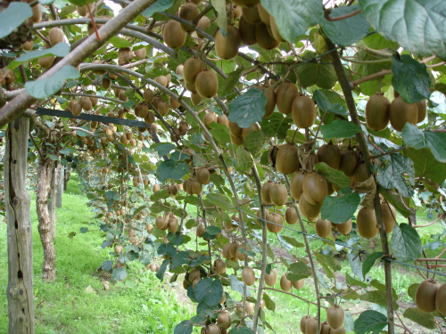 Sorde - kiwi (c)Commune Sorde.jpg